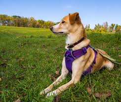 Collars and Leashes